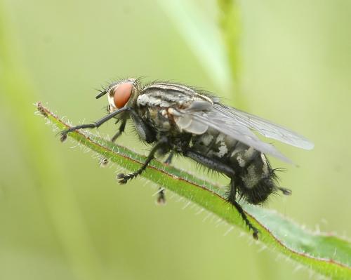 Sarcophaga sp.